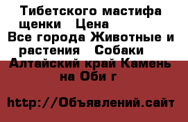  Тибетского мастифа щенки › Цена ­ 10 000 - Все города Животные и растения » Собаки   . Алтайский край,Камень-на-Оби г.